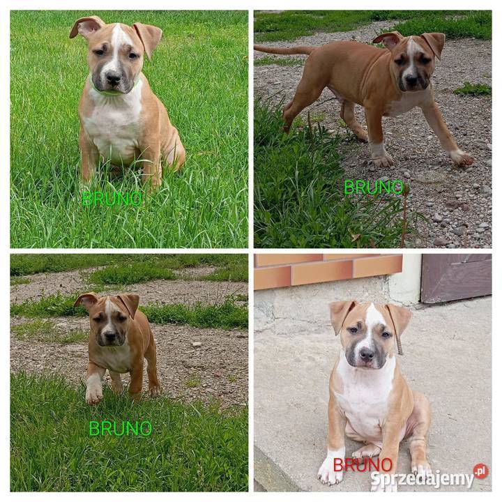 American Staffordshire Terrier podlaskie Sokoły