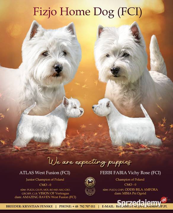 Pies Reproduktor - West Highland White Terrier