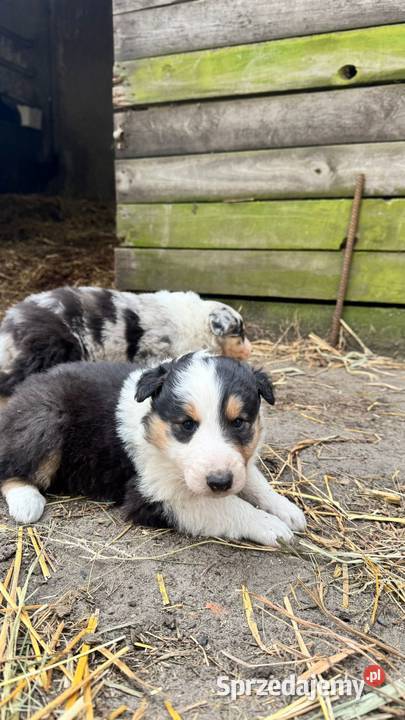Owczarek szkocki collie wielkopolskie Zakrzewo