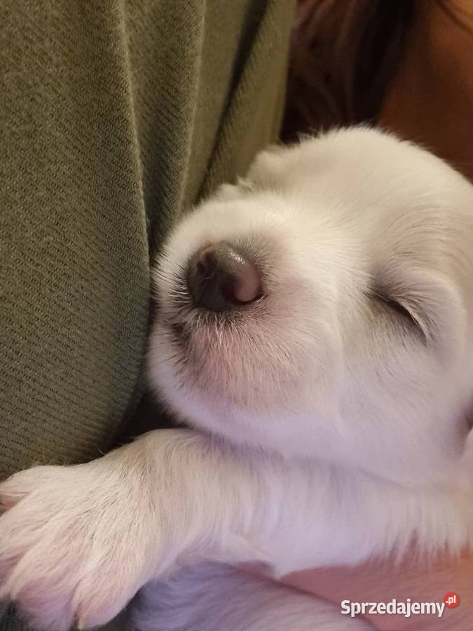 Szczeniaki szczenięta maltańczyki maltańczyk