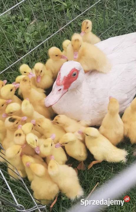 Kaczki francuski łódzkie Szadek