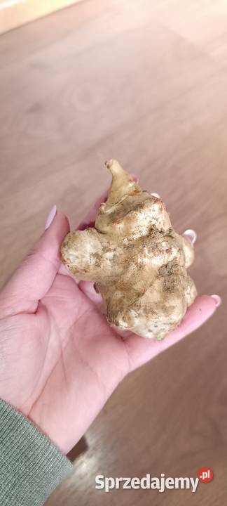 Topinambur bulwy podkarpackie Łukawiec