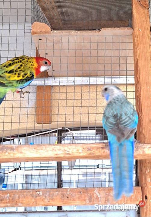 Rozella białolica pastelowa niebieska para opolskie Opole sprzedam