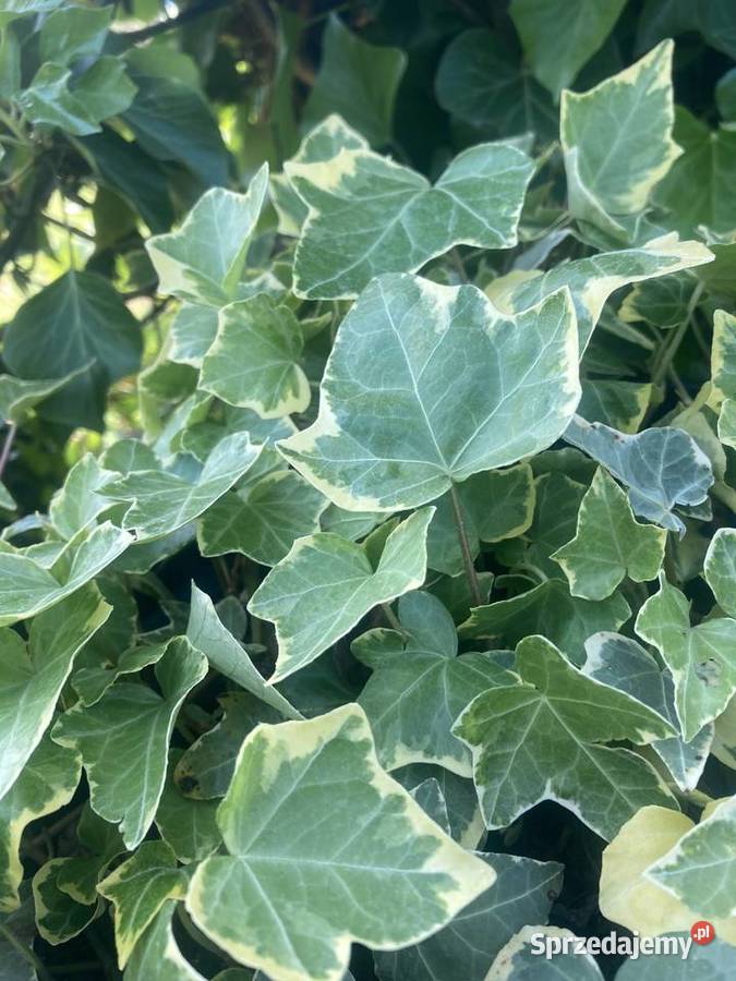 Bluszcz dwukolorowy Variegata Pnący Lublin sprzedam