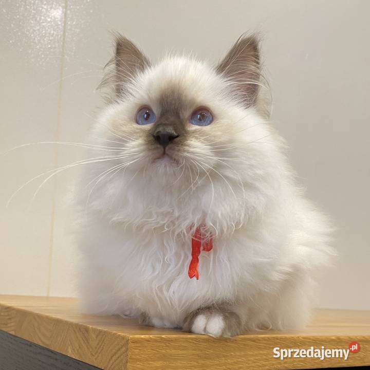 Kotka hodowlana FPL ragdoll Katowice sprzedam