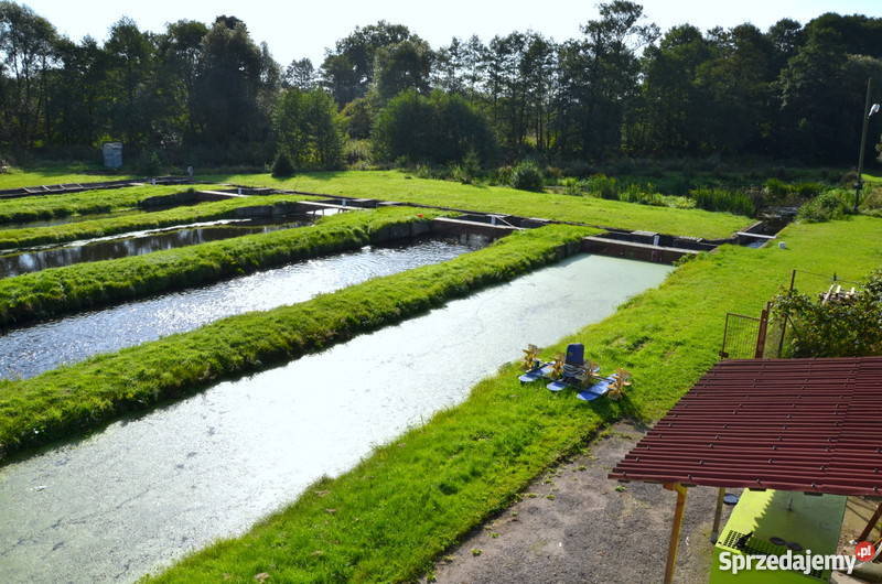Sprzedam hodowlę pstrąga tęczowego gospodarstwo prąd Łoźnica