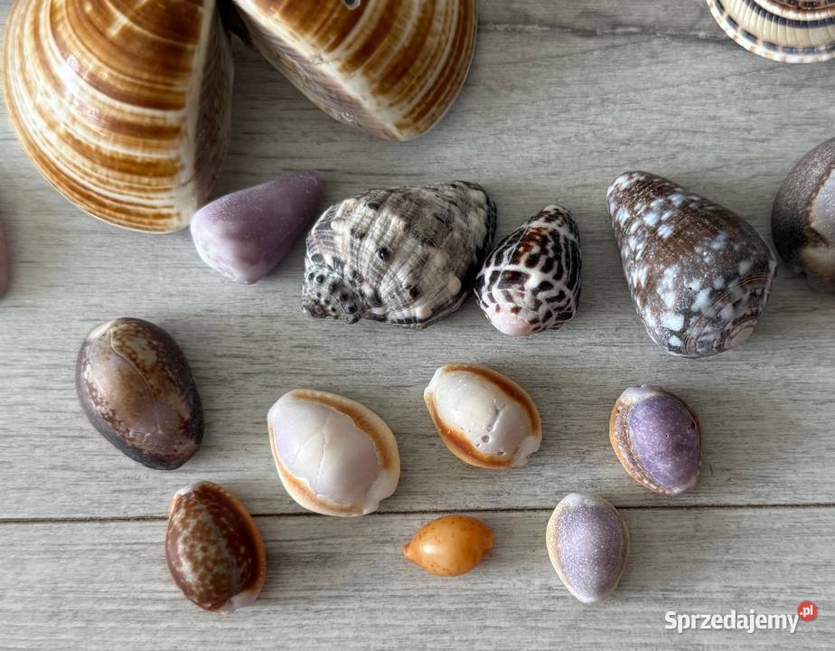 Muszle muszelki muszla naturalne SESZELE Łódź sprzedam