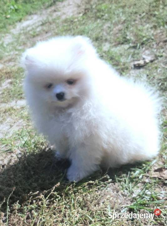Szpic miniaturowy Pomeranian chlopak Szpic miniaturowy łódzkie