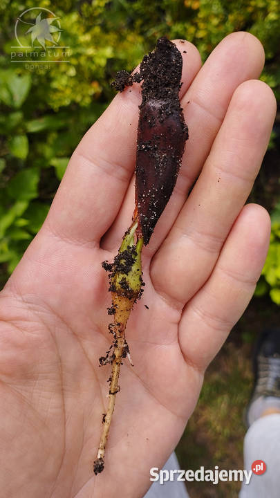 Araukaria chilijska nasiona araucaria araucana Myszków sprzedam
