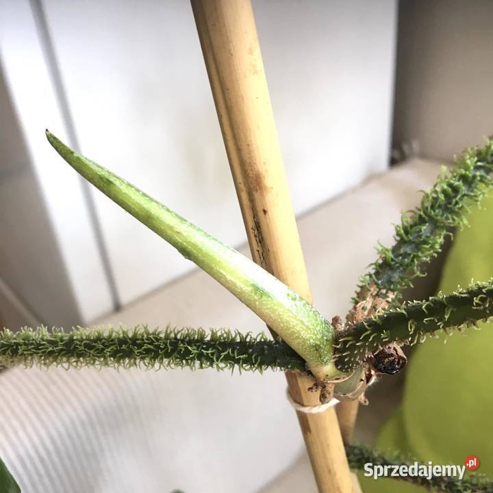 Filodendron Squamiferum roślina domowa