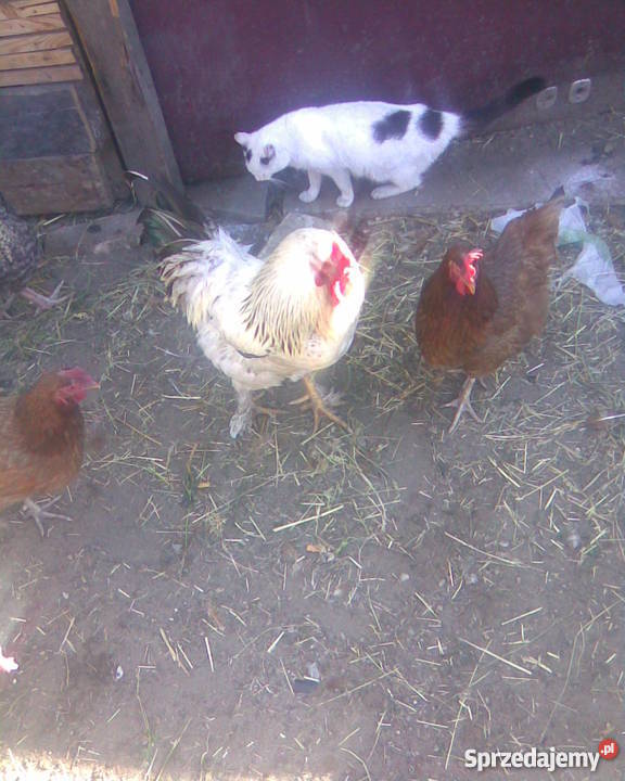 Kaczki Gęsi Kury ozdobne liliputki TANIO Zwierzęta dolnośląskie Wrocław