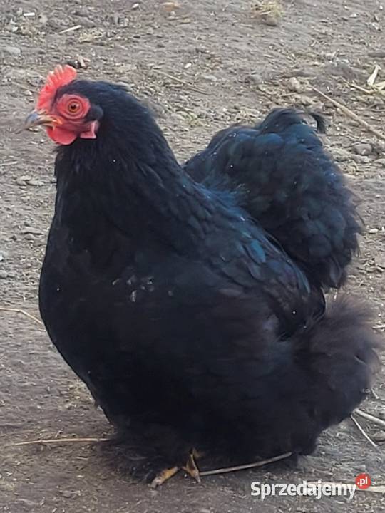 Jaja legowe Karzełek łapćiaty i Kohin Łosice