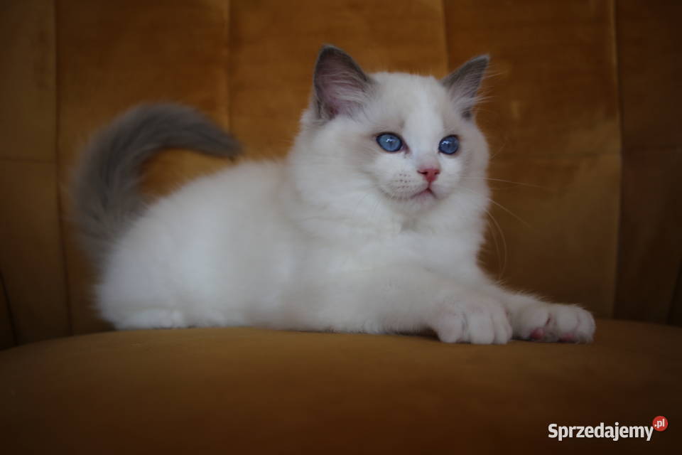 Kocurek Wedel Ragdoll z hodowli Castillo Cat Ragdoll Gorzów Wielkopolski sprzedam