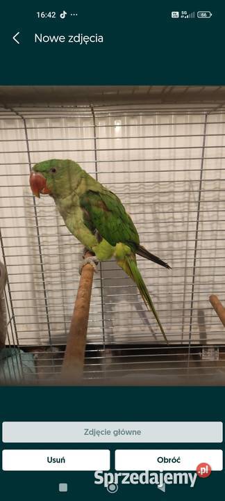 Papuga Aleksandretta wielka Ptaki Krosno