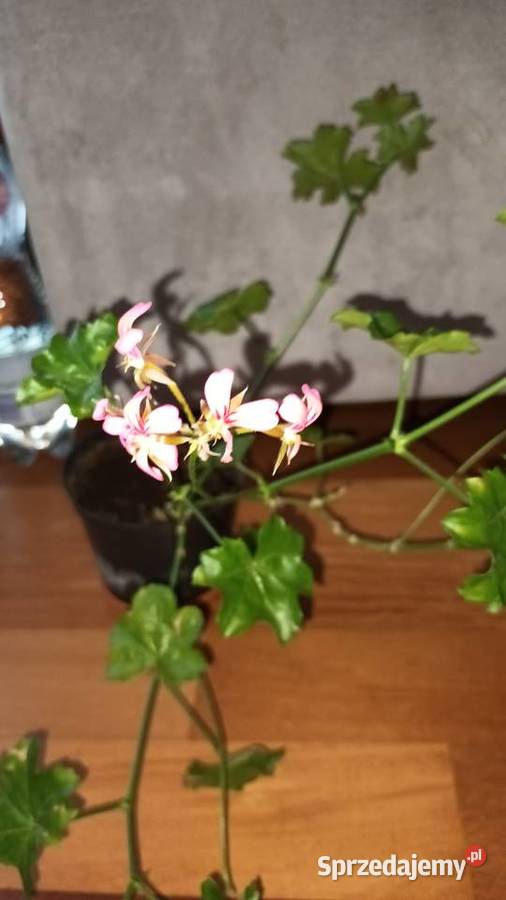 Duża pelargonia bluszczolistna kwitnąca mazowieckie Warszawa sprzedam