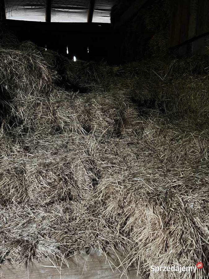Siano w kostkach Krzywaczka