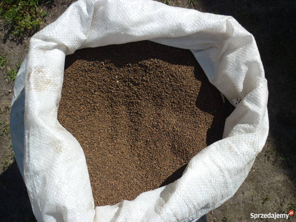 Facelia błękitna Natra Płocicz