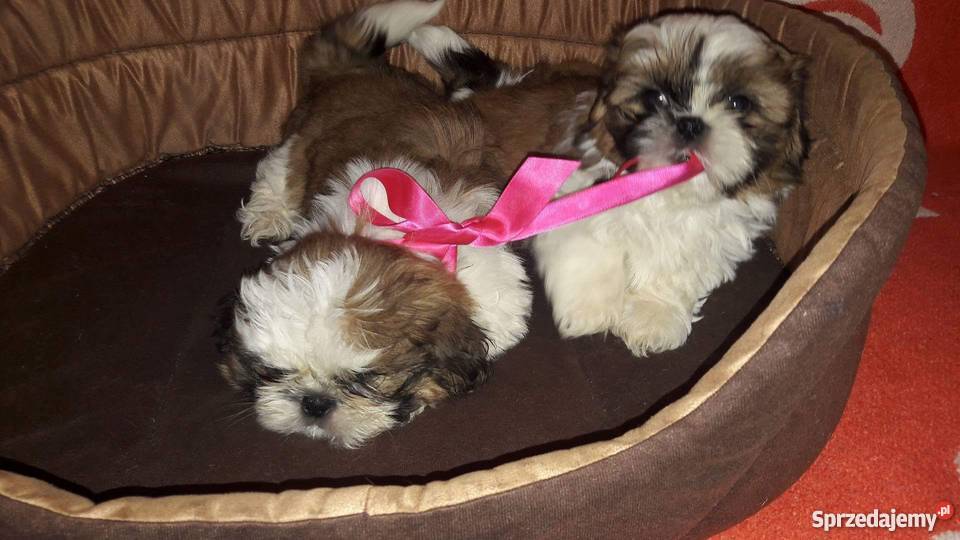 Sprzedam szczeniaki Shih tzu Krosno