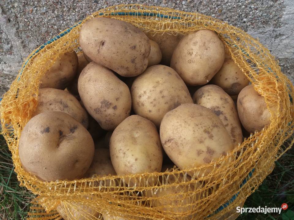 Ziemniaki odmiana Lord Godacze
