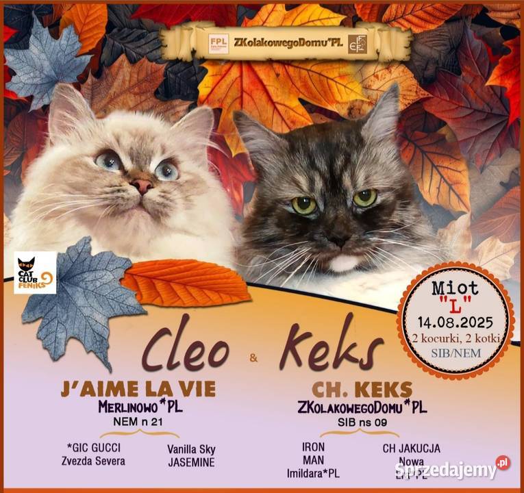 Koty Syberyjskie LUKSUS ZKolakowegoDomu Syberyjski Kwilcz