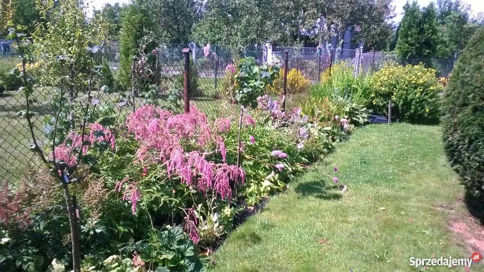 ogród działkowy ROD Szczecin Wyspa Pucka