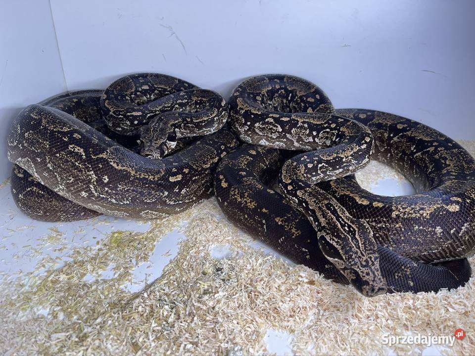 Boa argentyński Siemianowice Śląskie