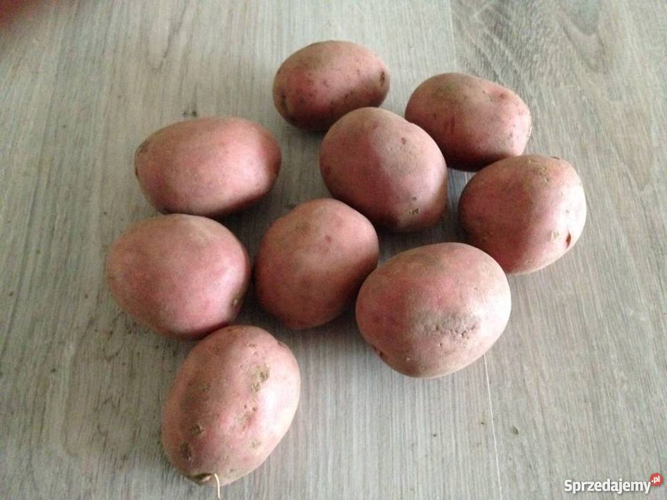 Ziemniaki Bellarosa Satina Owacja Tajfun Bukowa sprzedam
