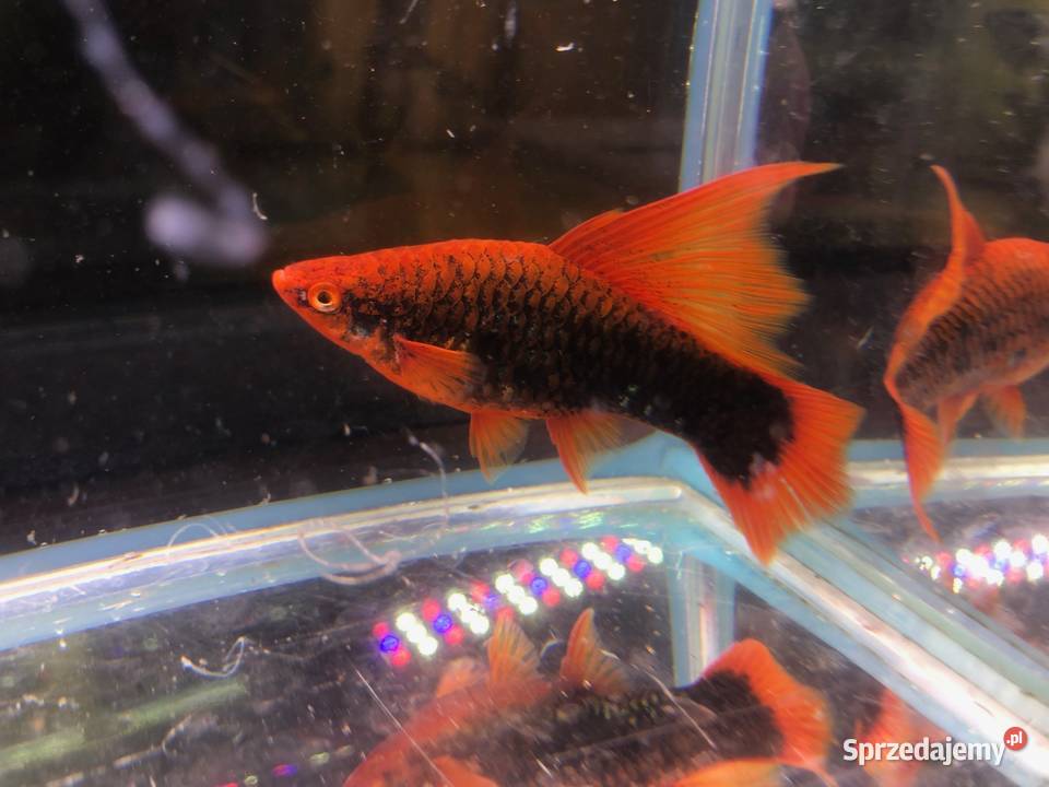 Mieczyk Hamburgi Red Alpha Ryby łódzkie Justynów