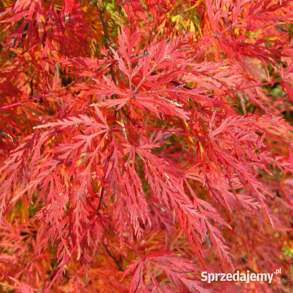 KLON PALMOWY EMERALD LACE sadzonki w doniczkach Ustronie