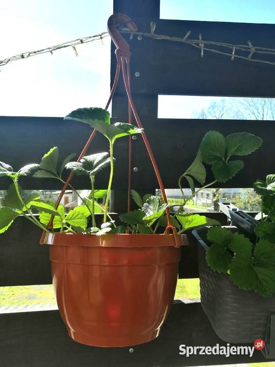 Doniczki wiszące fi20 20 CEGLASTE Doniczka Siewierz