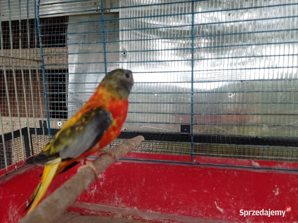 Papugi Łąkowki Wspaniałe Ptaki