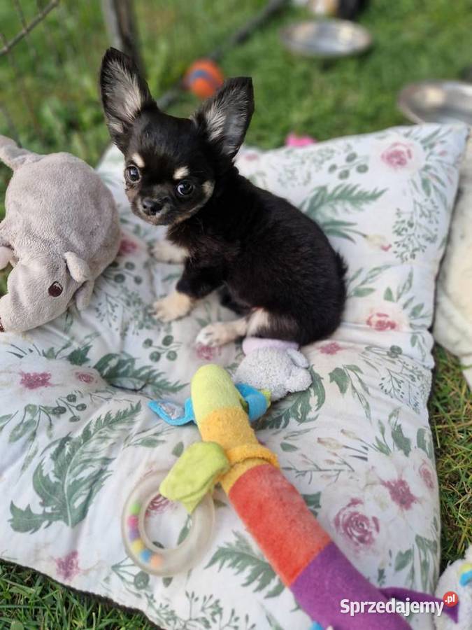 Mały piesek chihuahua długowłosy TRICOLOR zachodniopomorskie Wałcz