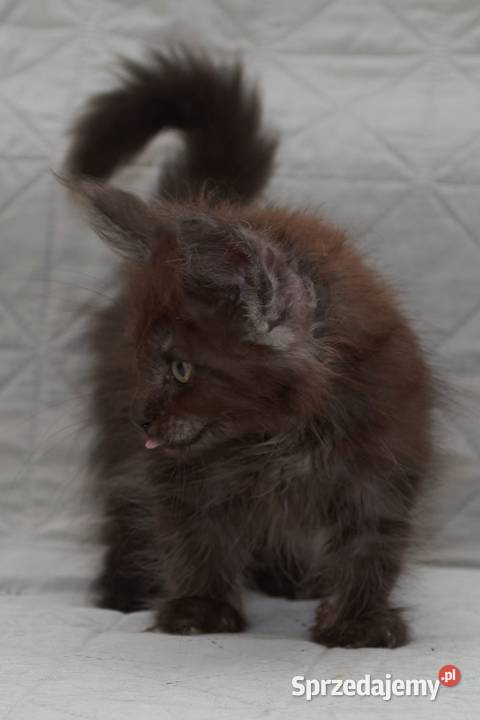Maine Coon czarna dymna koteczka Ira Nannarella
