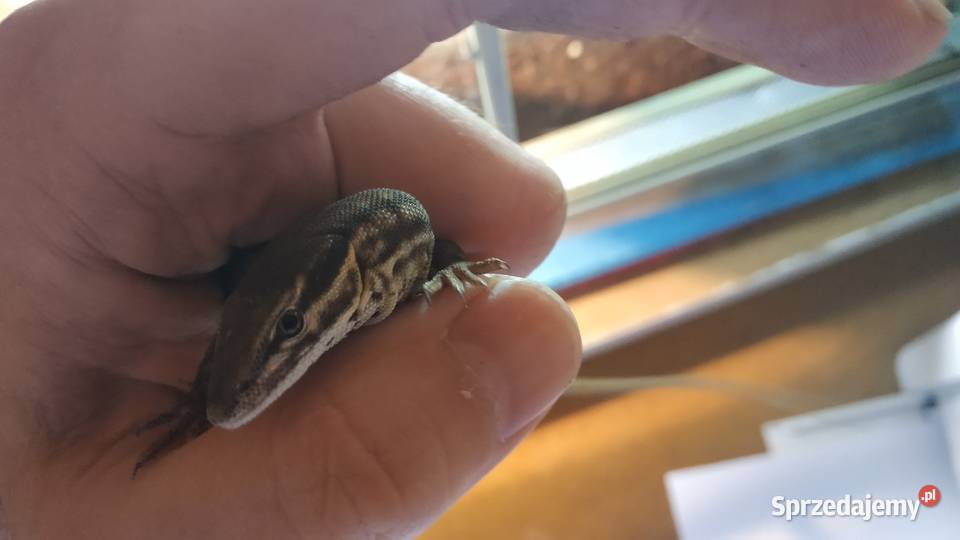 jaszczurka waran kolczastoogonowy terrarium Warszawa sprzedam