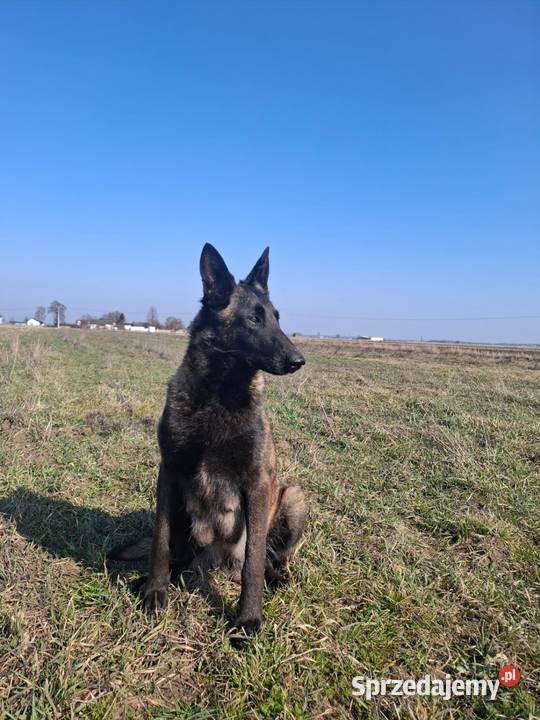 Owczarek belgijski Malinois Wójtostwo
