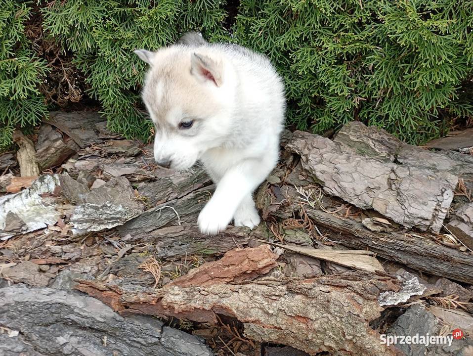 SIBERIAN HUSKY BOY śląskie Racibórz