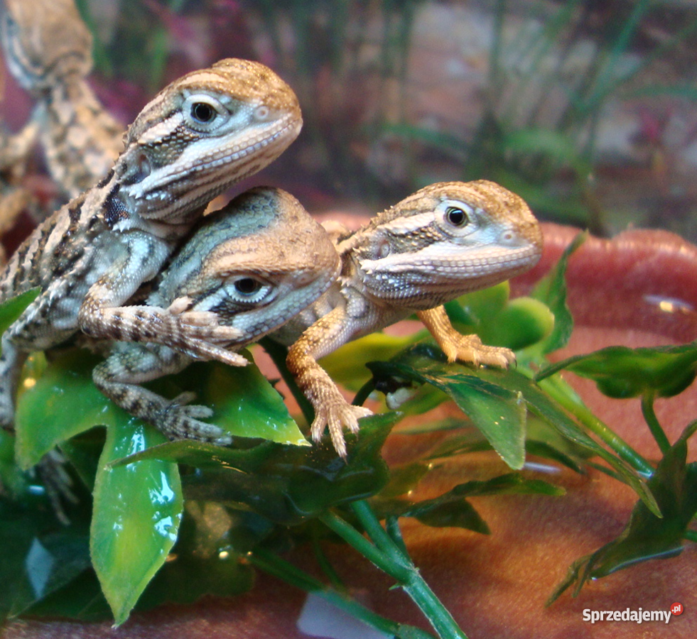 Agama agamy karłowate pogona henrylawsoni Warsza mazowieckie Warszawa sprzedam