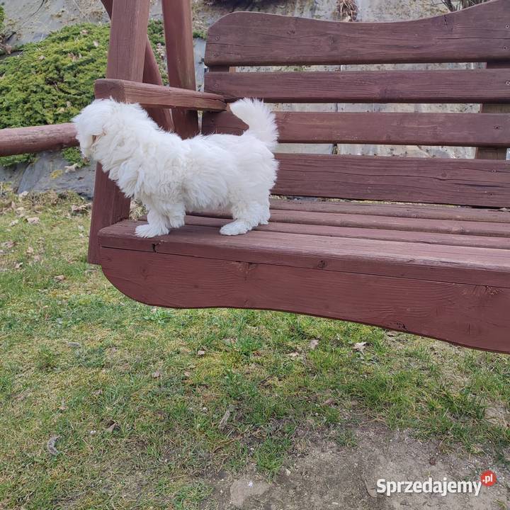 Maltańczyk Maltańczyki piesek Tomaszów Lubelski