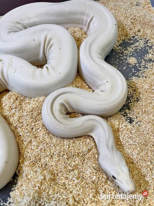 Boa Super Fire śląskie sprzedam