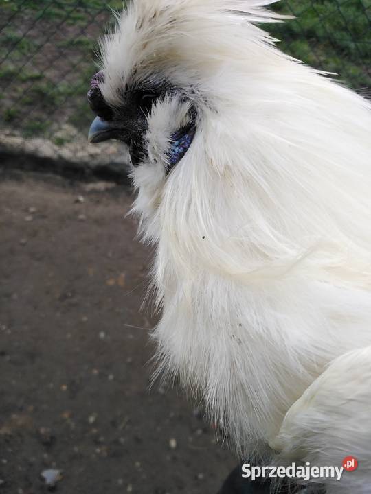 Kogut Silki jedwabistej Topólka