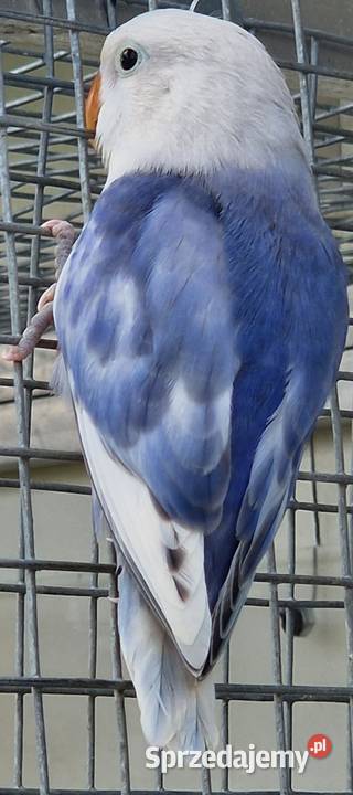 Nierozłączka Fischer Nierozłączki Fischer Wrocław sprzedam