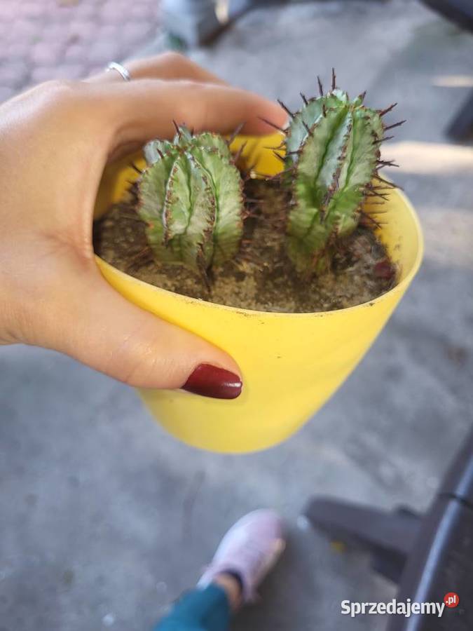 Euphorbia Horrida kaktus unikat Szczecin