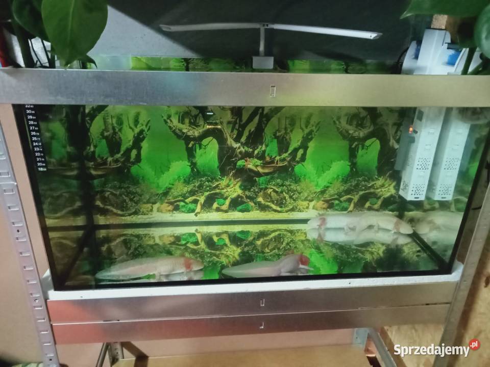 Akselotl Piękne Okazy Mysłowice