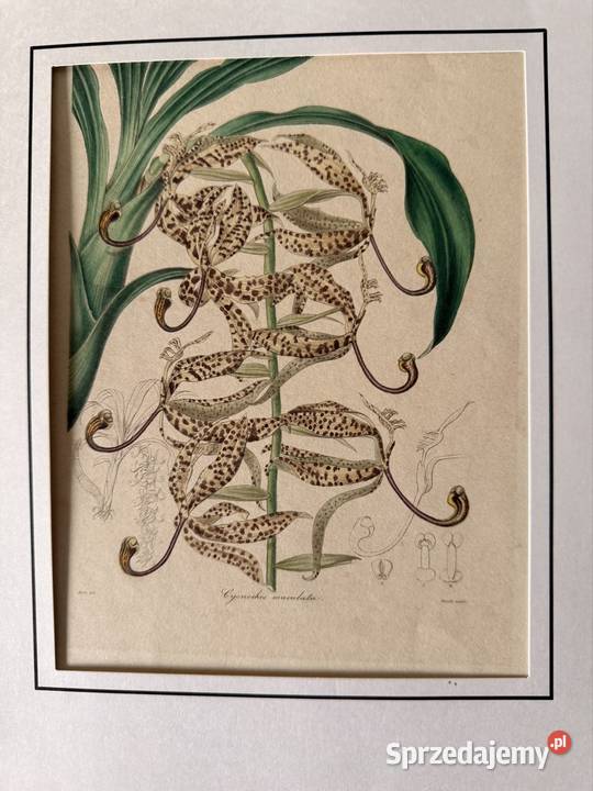 Antyczna rycina botaniczna staloryt XIX w