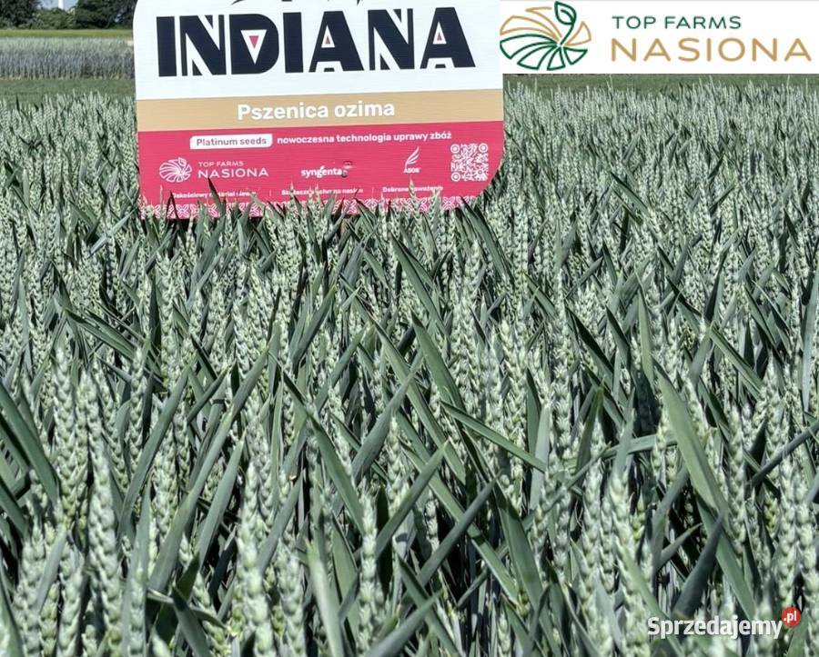 Pszenica jakościowa Indiana Top Farms w sierpniu Raciąż sprzedam