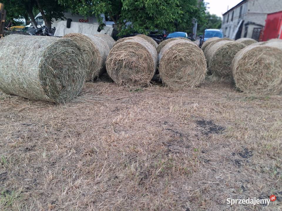 Siano Pierwszy Pokos 2025 lubuskie Stare Kurowo