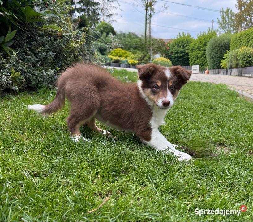 CODY piesek Border Collie czekoladowy tricolor Limanowa sprzedam