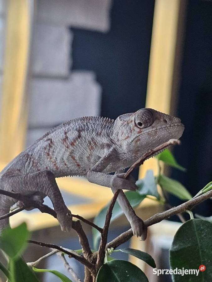 Kameleon lamparci Kraków