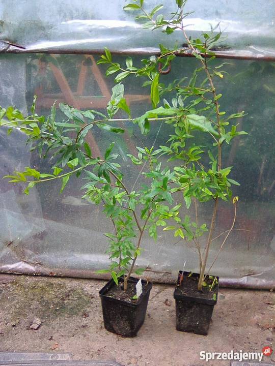 Granat Punica granatum sadzonka P9 Gostyń