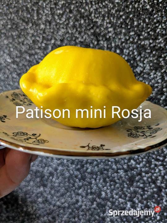 Ogórek Wierasen Gruzin Kustowoj Roznasol nasiona Nowy Sącz